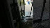 Собака разбивает стеклянную дверь