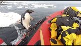 Pingvinen gikk for å si hei