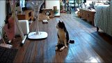 Um gato paralisado ouve o retorno do dono