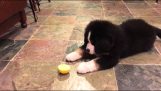 Puppy vs. Zitrone