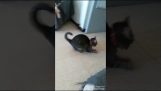 Bir top ile bir kedinin garip oyun