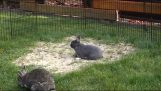 Das spielerischen Kaninchen