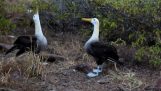 La danza di accoppiamento del Albatross
