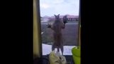 Le kangourou mal