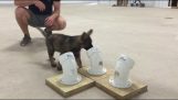 Um filhote de cachorro policial treinado