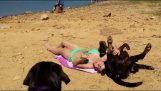 Am Strand mit einem Labrador