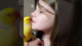 Papegøjen distribuerer kys