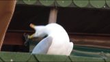 O riso satânico de gaivota