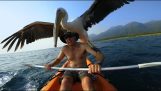 Freund mit einem Pelikan