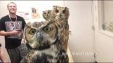 The owls in front of webcam