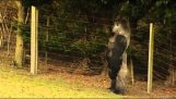 A gorilla, hogy jár, mint egy ember
