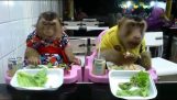 레스토랑에서 두 원숭이