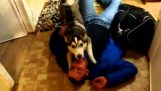 A husky greets its owner after 1,5 months