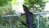 鳄鱼爬上栅栏
