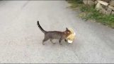 Katten stal en loytrini Tiger av grannen