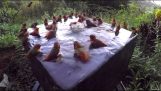 30 kkolivria пользуются ванны