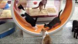 Wheel gymnastics for cats