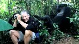 Encuentro con los gorilas