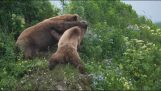 Mama niedźwiedź próbuje chronić swoje młode