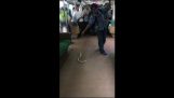 Пассажирский поезд убивает змею с голыми руками