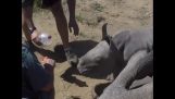 Pequenas rinoceronte proteger sua mãe por veterinários