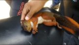 réanimation cardio-respiratoire dans un écureuil