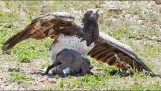Eagle fanger en lille vildsvin