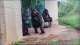 The gorillas do not like the rain