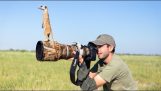 Fotografowanie meercat.