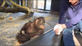 Orangutan je videti trik