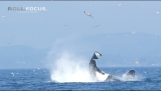 Großer Schwertwal wirft ein Siegel in der Luft