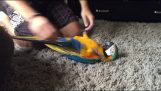 Papegøyen som spiller som en valp