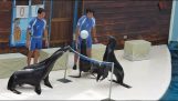 Vier zeehonden spelen volleybal