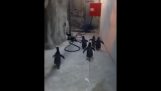 Побег пингвины