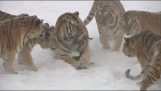 tigres siberianos contra aviones no tripulados