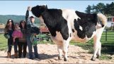Η μεγαλύτερη αγελάδα στον κόσμο