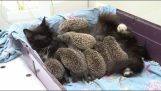 Kot przyjmuje osiem noworodków jeże