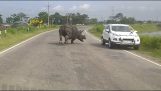 وحيد القرن مهاجمة السيارات