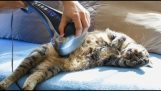Мачка и машина масажа