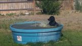 En labrador spiller i et basseng