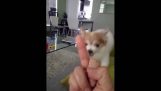 De hond die een hekel aan gebaren