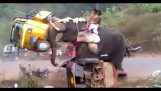 Elefante enojado destruye motocicletas y triciclos en la India
