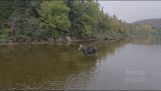 The battle between a moose and a wolf, recorded in a camera drone