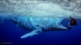 Впечатляващи снимки от скока на кит