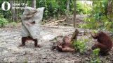 Орангутана иска да плаши приятеля си