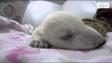 Når en lille isbjørn ser drømme