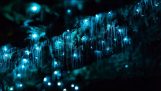 A szentjánosbogarak világítanak a barlangban Új-Zélandon