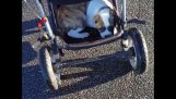 Two babies in stroller