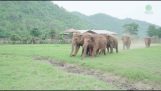 Elefanten laufen ihre neuen Mitbewohner zu sehen