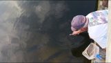 Искусни риболовац хватање риба голим рукама